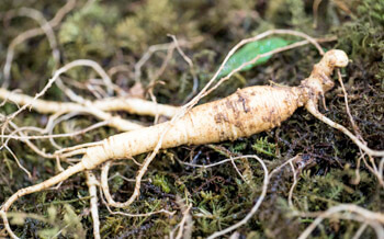 Ginseng