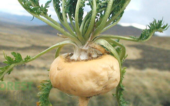 Maca Root